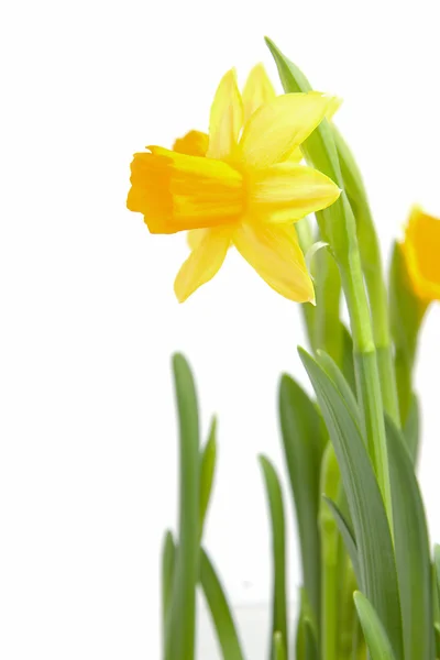 Yellow Daffodil flower — Stock Photo, Image