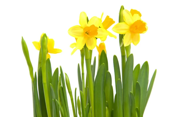 Sárga nárciszvirág — Stock Fotó