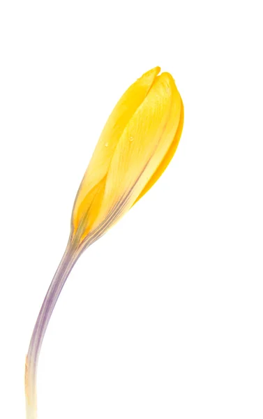 Yellow Dutch spring crocus flower — Stock Photo, Image