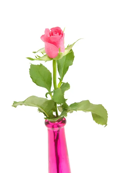 Růžová růže ve váze — Stock fotografie
