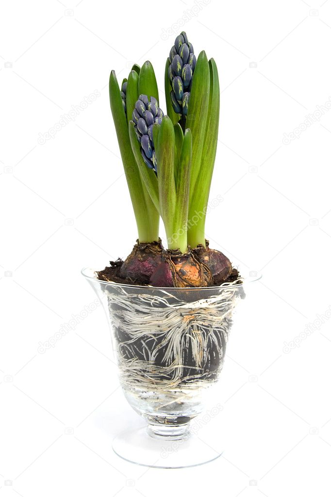 Purple Hyacinth flower in glass vase