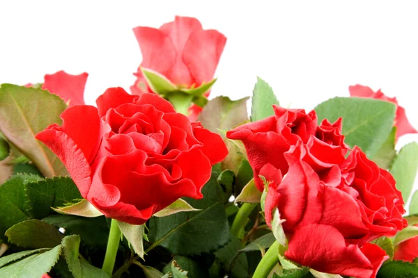Roses closeup — Stock fotografie