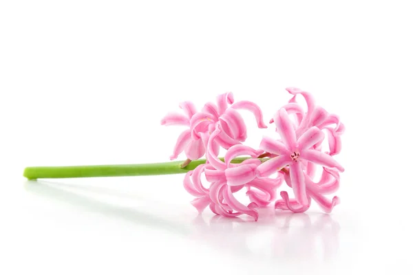 Pink Hyacinth — Stock Photo, Image