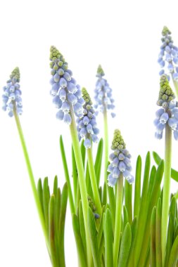 Muscari botryoides çiçek