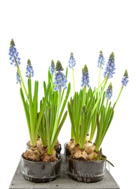 Muscari botryoides çiçek