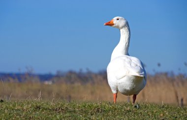 White goose clipart