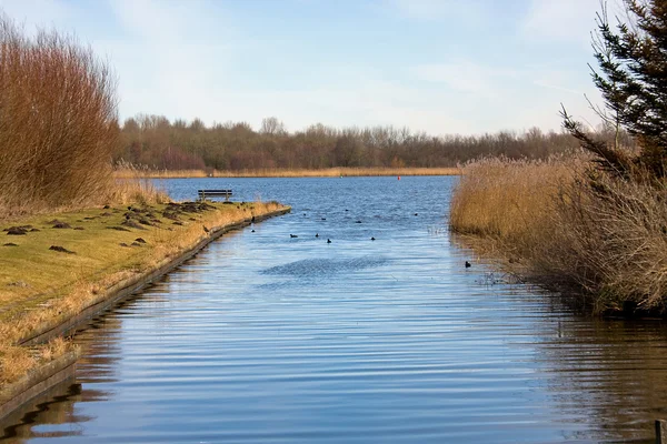 Natura nei Paesi Bassi — Foto Stock