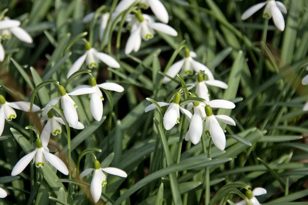 White first spring flowers — Stock Photo, Image