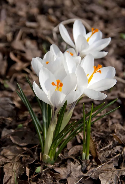 White spring crocus flower — Stock Photo, Image