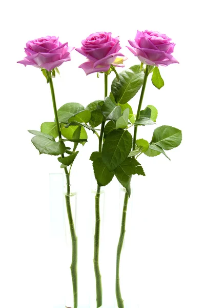 Drei stehende rosa Rosen — Stockfoto