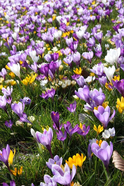stock image Spring crocus flowers