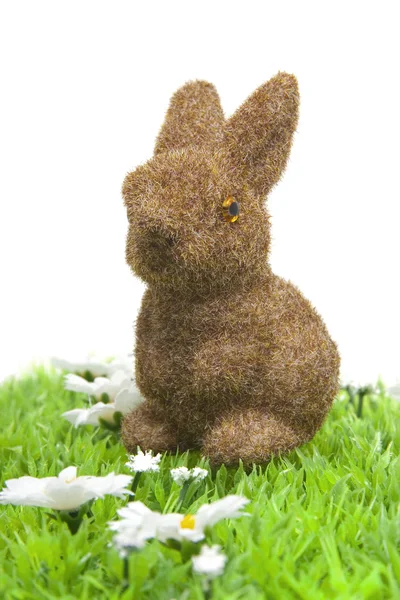 Bunny på gras — Stockfoto