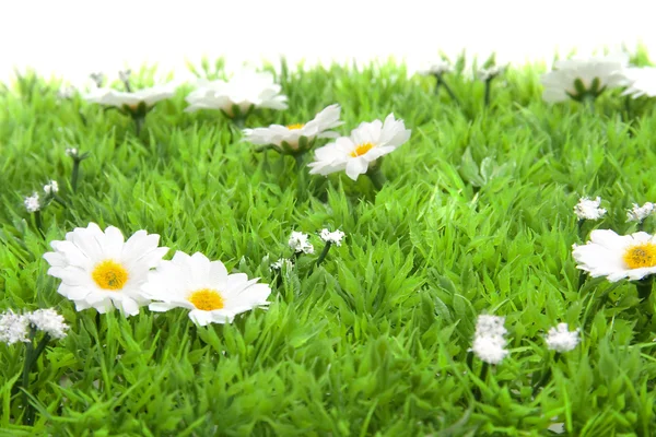Witte weinig madeliefjebloemen op gras — Stockfoto