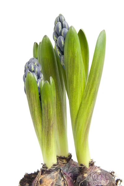 Μωβ λουλούδι Υάκινθος — Φωτογραφία Αρχείου