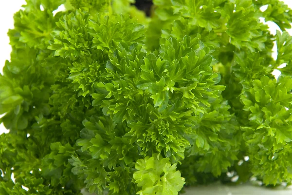 Plant of fresh parsley — Stock Photo, Image