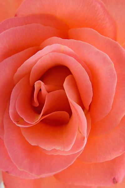 Rose in closeup — Stock Photo, Image