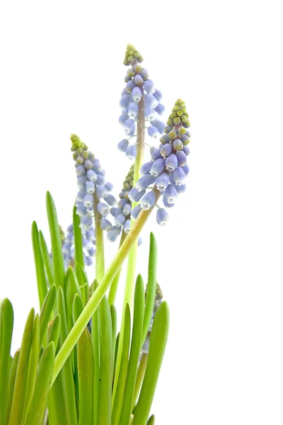 Muscari botryoides flowers — Stock Photo, Image