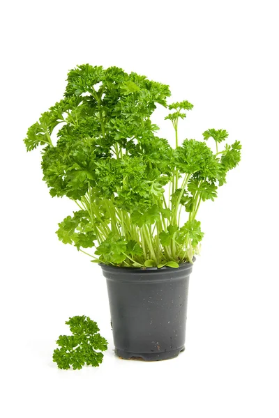Plant of fresh parsley — Stock Photo, Image