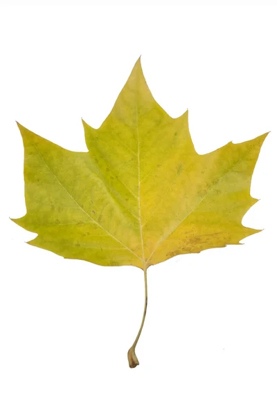 Frunze de toamnă — Fotografie, imagine de stoc