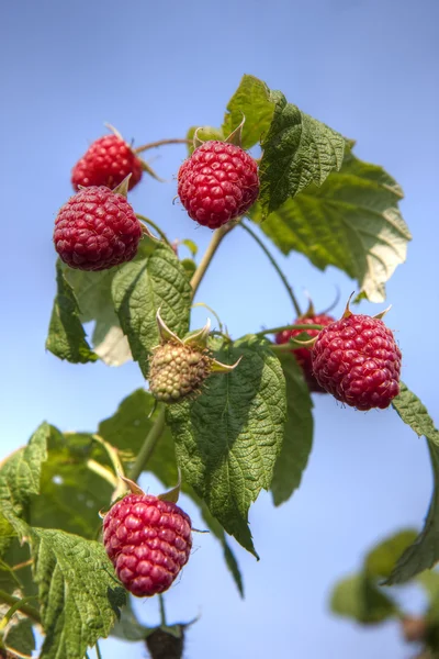 Stock image Raspberry