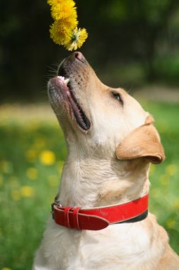 Genç labrador karahindiba kokulu