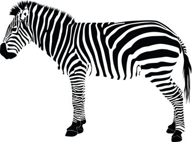 Zebra silhouette vector clipart