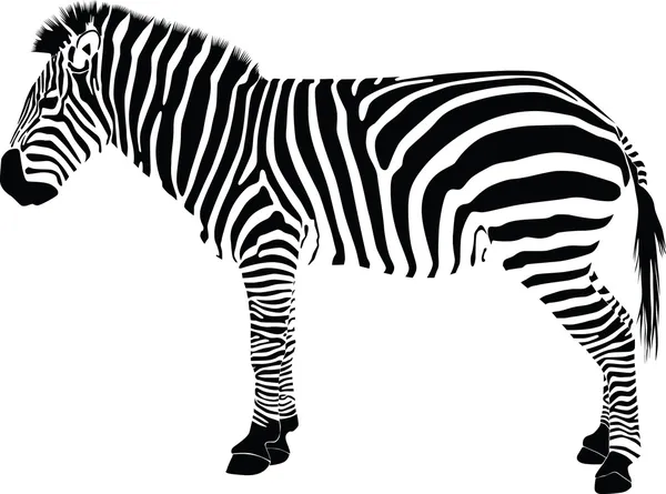 Zebra silueta vector — Vector de stock