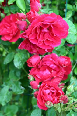 Rose bush clipart