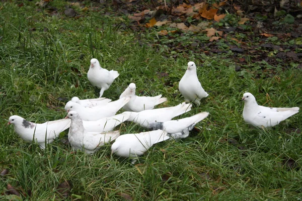 Pombos brancos Fotografias De Stock Royalty-Free