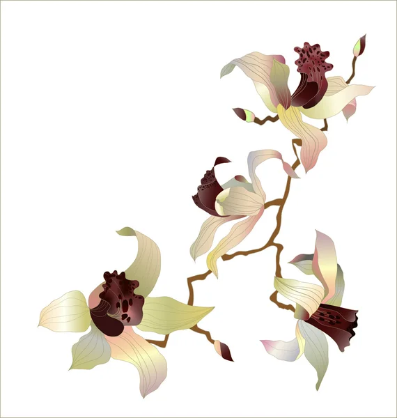 Orkidégren — Stock vektor