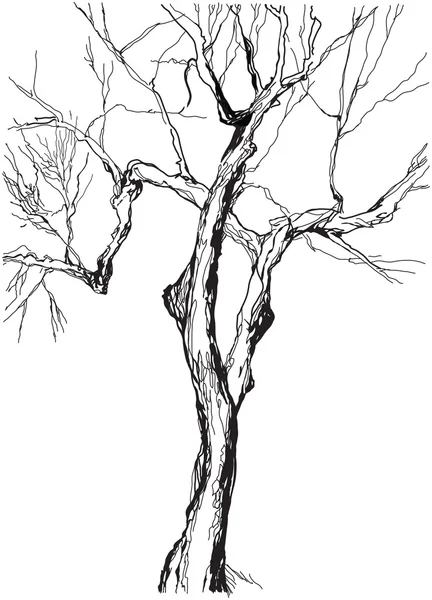오래 된 나무 — 스톡 벡터