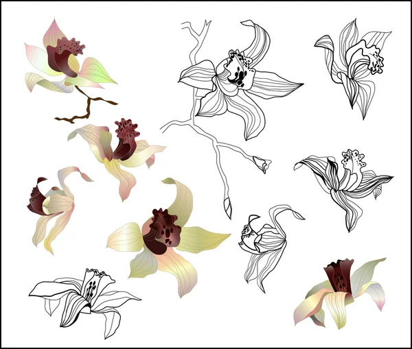 Orquídea rama vector conjunto — Vector de stock