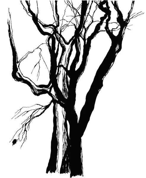 Oude bomen — Stockvector