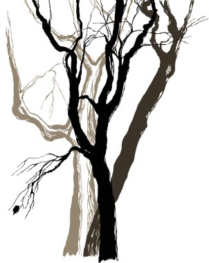 Grafik çizimi yapan yaşlı ağaçlar