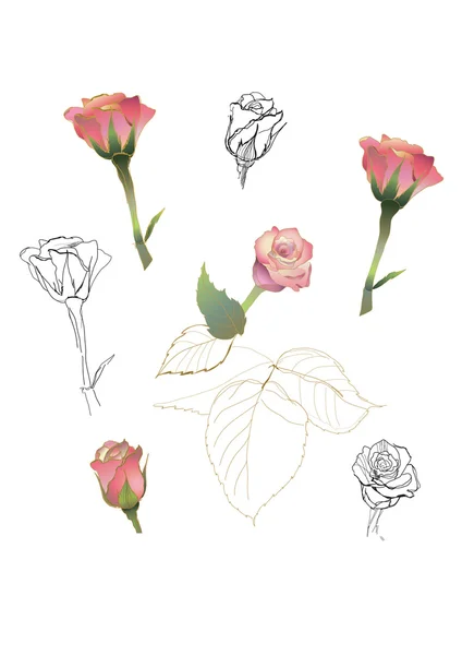 Набір з троянди — стоковий вектор