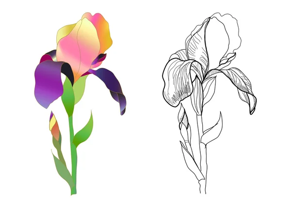 Iris monochrome et coloré — Image vectorielle