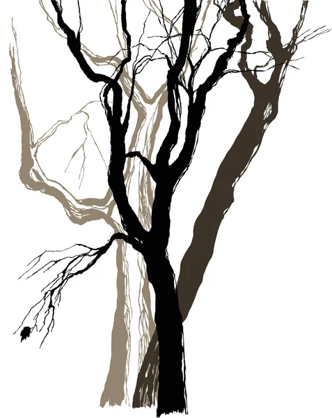 Старые деревья рисунок графический эскиз — стоковый вектор