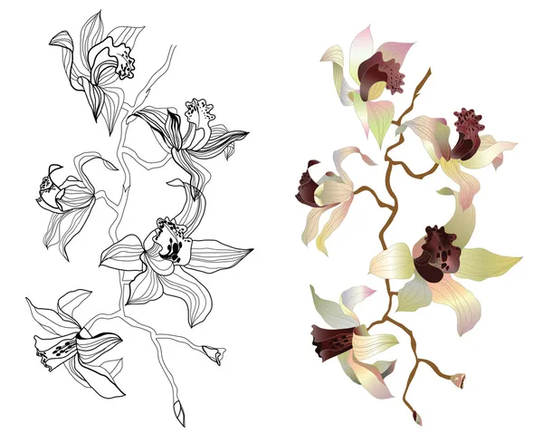 Вектор ветви орхидей — стоковый вектор