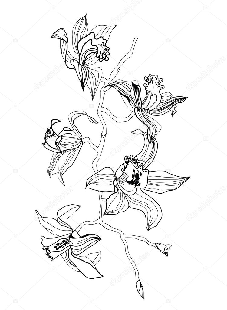 Drawing Lines With Html : Drawing orchid branch — stock vector vergasova