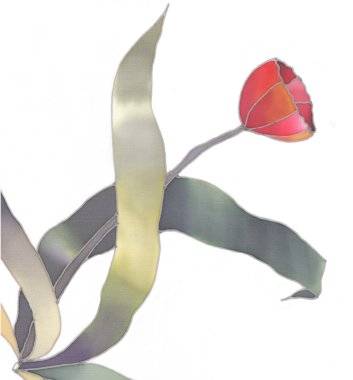 Beyaz arkaplanda kırmızı lale izole edildi