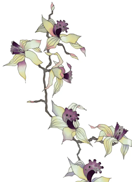 Orchid branch — Stockfoto