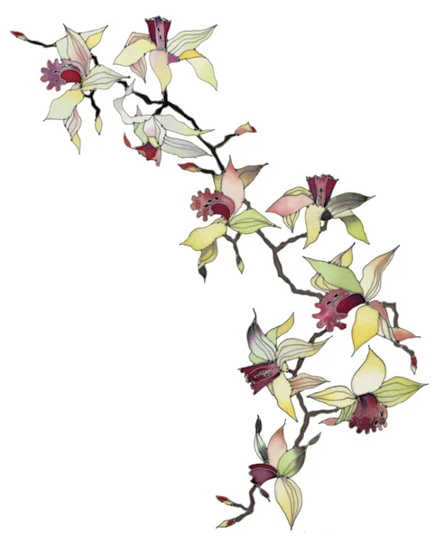 分離された蘭の枝 — ストック写真