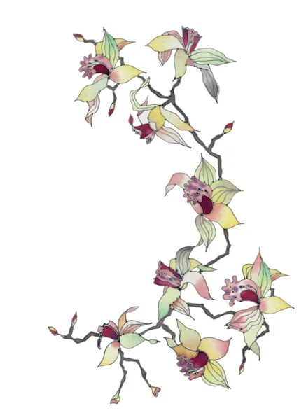 分離された蘭の枝 — ストック写真