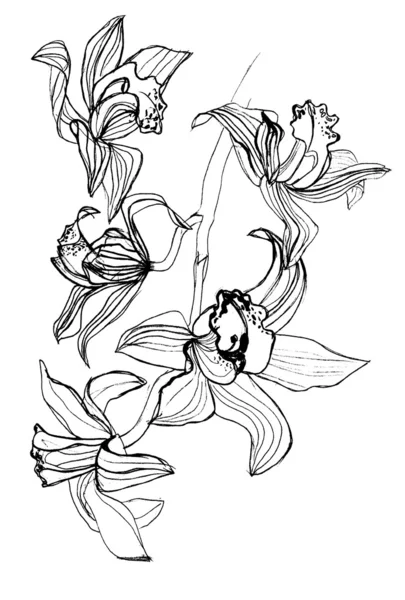 Dibujo de rama de orquídea sobre fondo blanco — Foto de Stock
