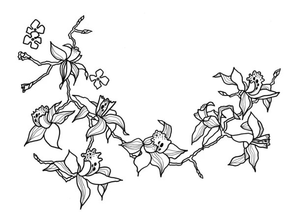 Drawing orchid branch — Stock Photo, Image
