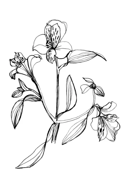 Alstrameriya 꽃 흰색 bac에 그리기 — 스톡 사진