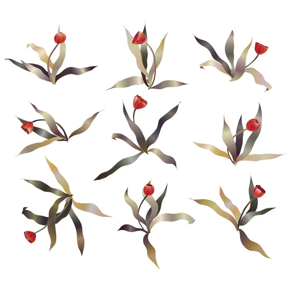 Ensemble vecteur tulipe rouge — Image vectorielle