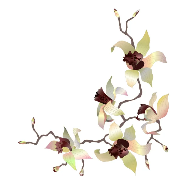 蘭の枝 4 — ストックベクタ