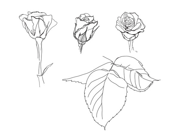 Graphic roses