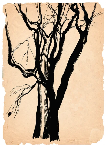 Staré stromy ošuntělý papír náčrt perem — Stock fotografie